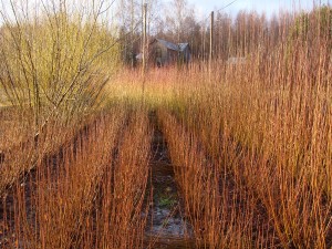 Pajukko joulukuussa 2009