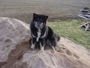 Vartiopaikalla Vartiopaikalla