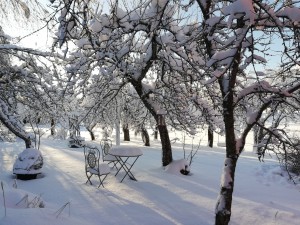 talvi omenapuutarhassa