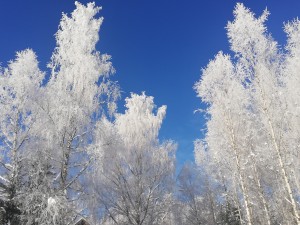pakkaspäivä