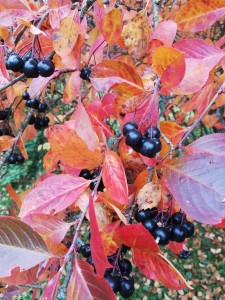 aronia